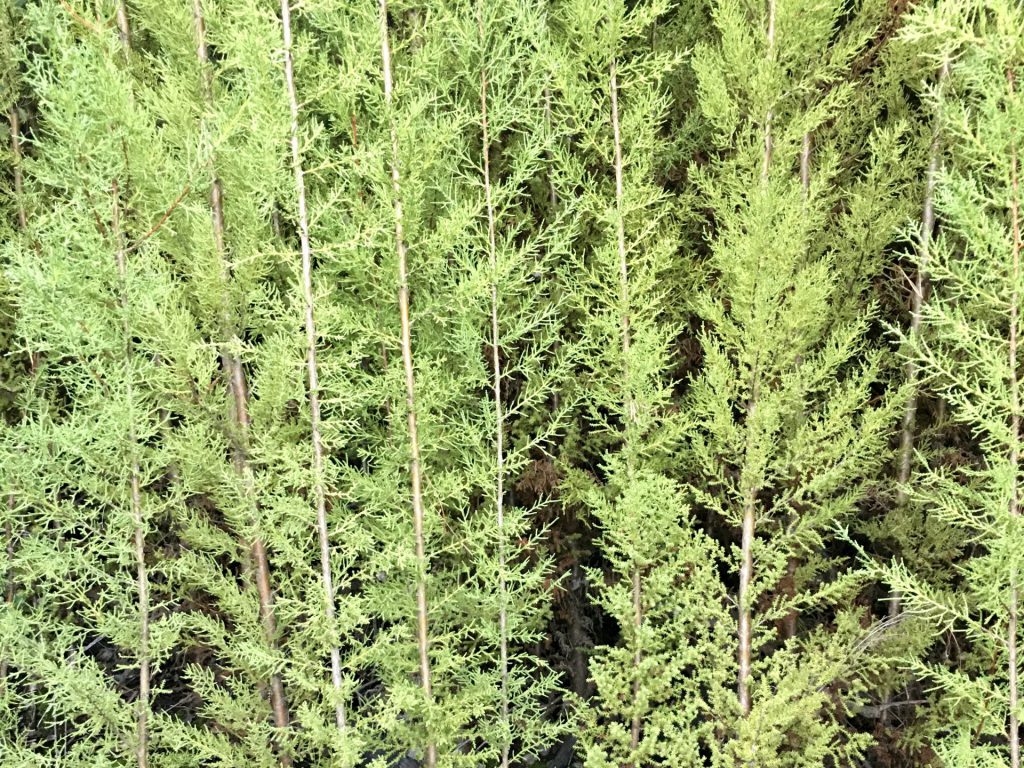 Loteo venta de terrenos cerca de Concepcion