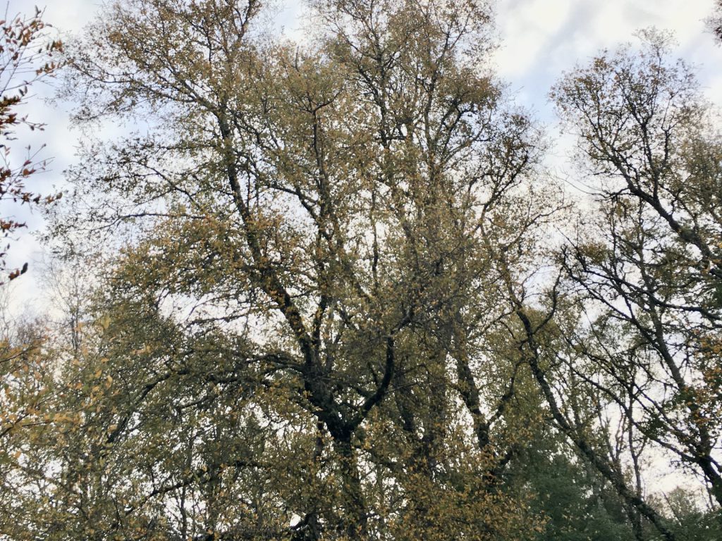 Venta sitios en Quillón